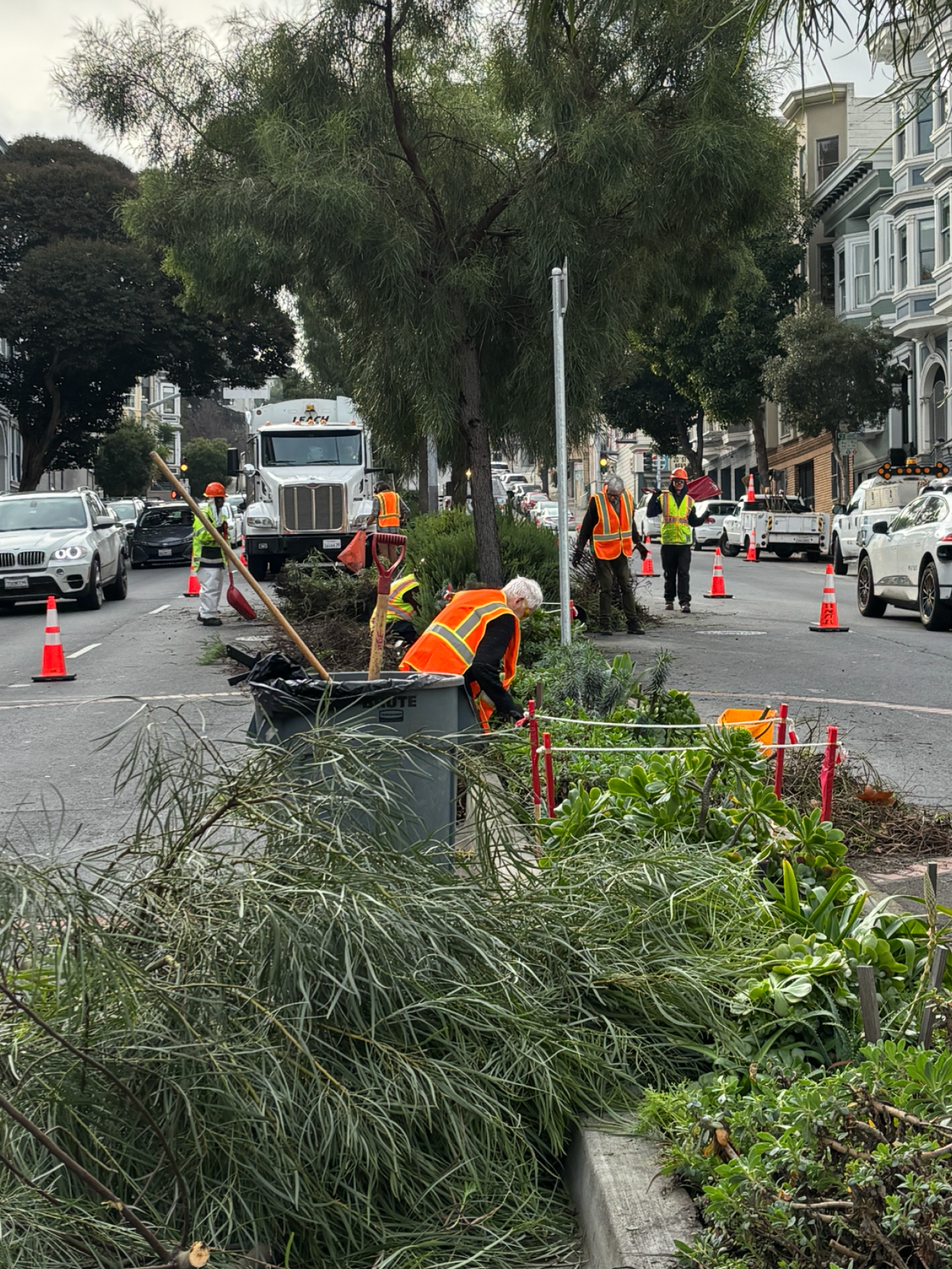 Street Tree Maintenance